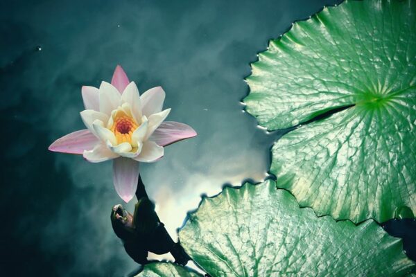 Floating Flower