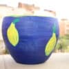 Dark Blue, in Yellow Pottery Pot