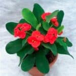 Euphorbia the Crown of Thorns